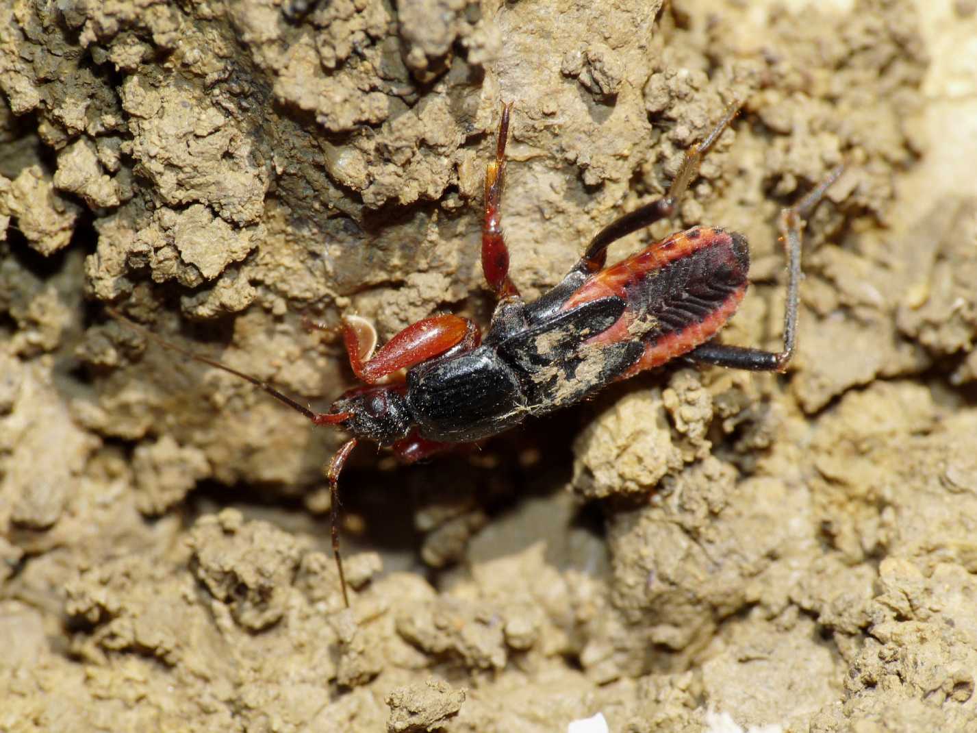 Reduviidae: Ectomocoris ululans, ninfe, del Lazio (Roma)